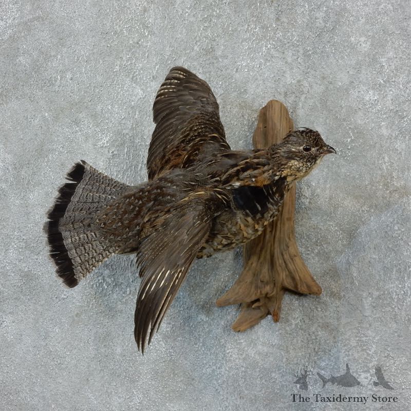 Flying Ruffed Grouse Bird Taxidermy Mount For Sale #18245 @ The Taxidermy Store