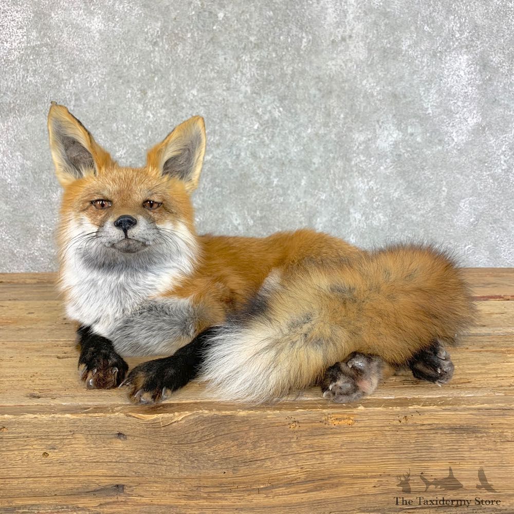 Red Fox Life-Size Mount For Sale #22826 @ The Taxidermy Store