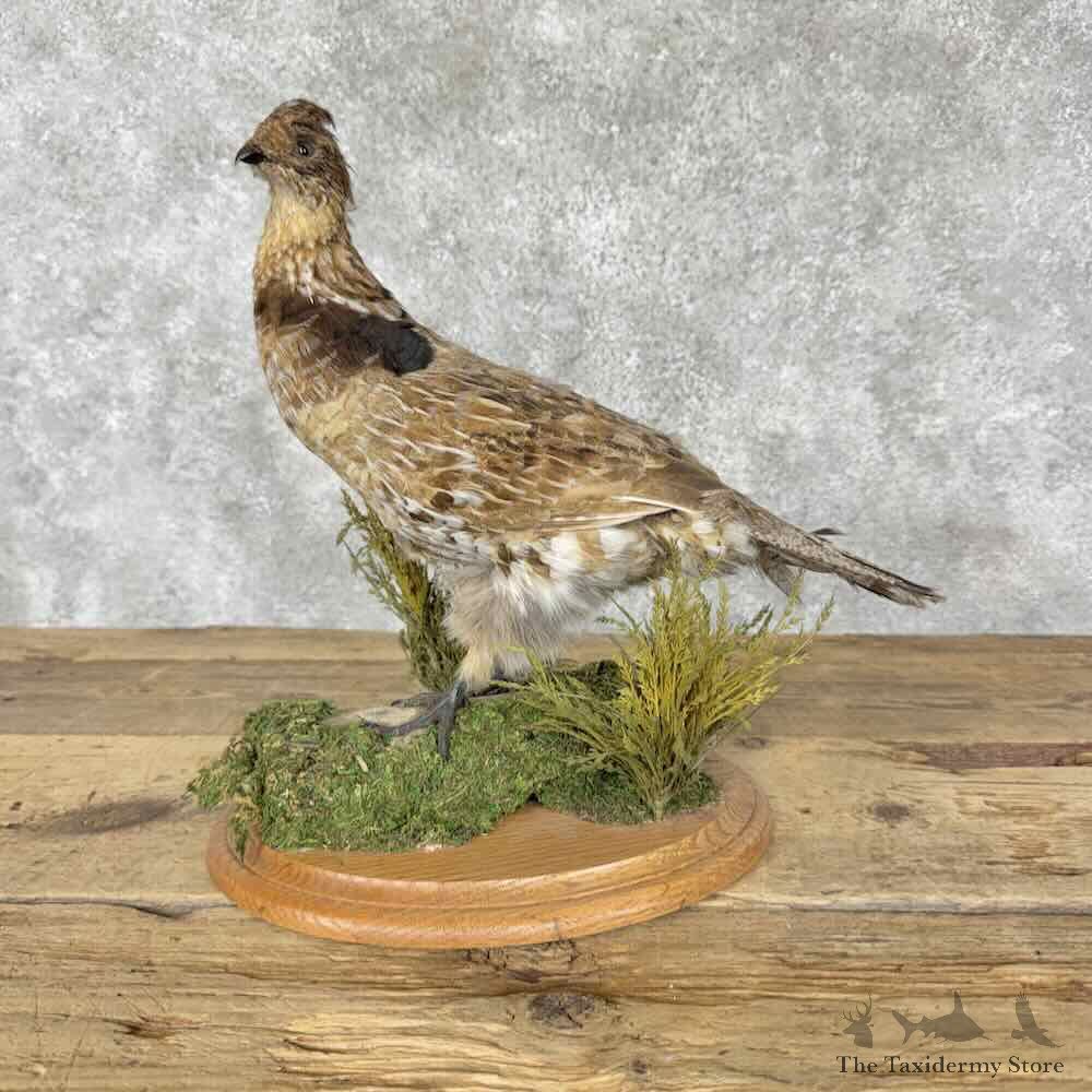 Ruffed Grouse Bird Mount For Sale #31813 @ The Taxidermy Store
