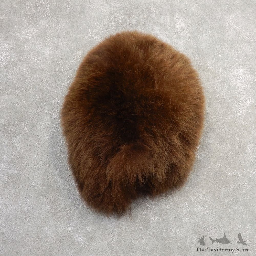 Grizzly Bear Novelty Butt Mount For Sale #21150 @ The Taxidermy Store