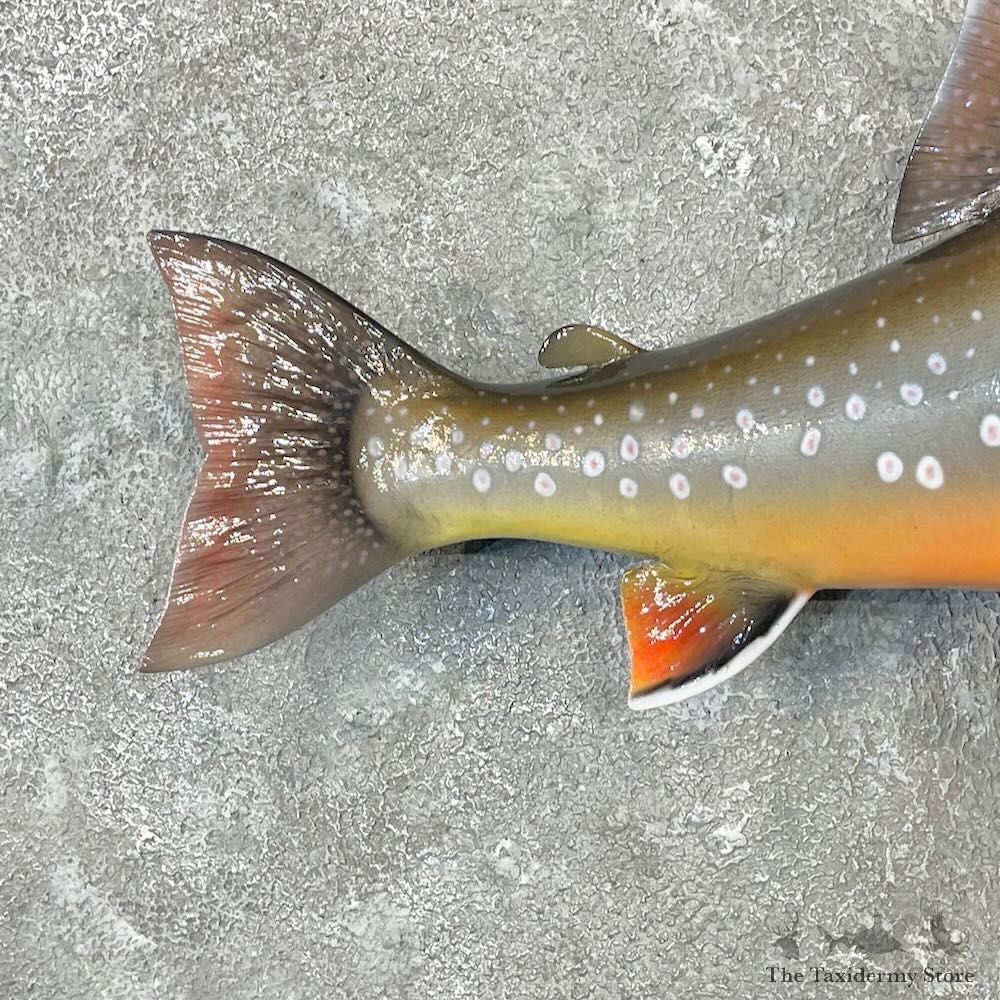 Arctic Char Fish Mount For Sale #27721 @ The Taxidermy Store