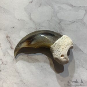 Polar Bear Claw Taxidermy For Sale #20653 @ The Taxidermy Store