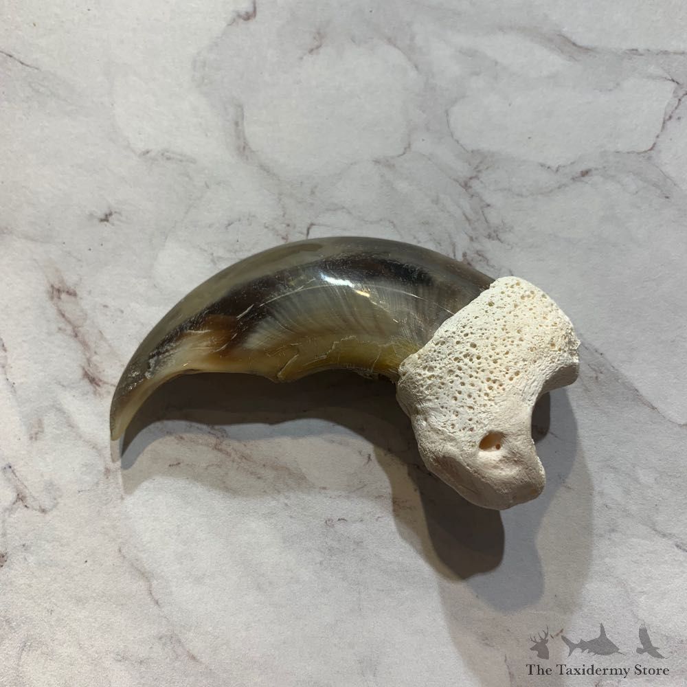 Polar Bear Claw Taxidermy For Sale #20653 @ The Taxidermy Store