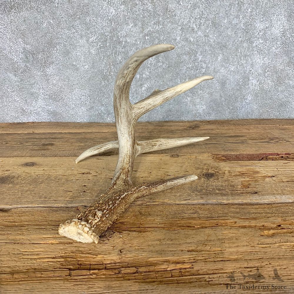Whitetail Deer Antler Shed For Sale #21506 @ The Taxidermy Store