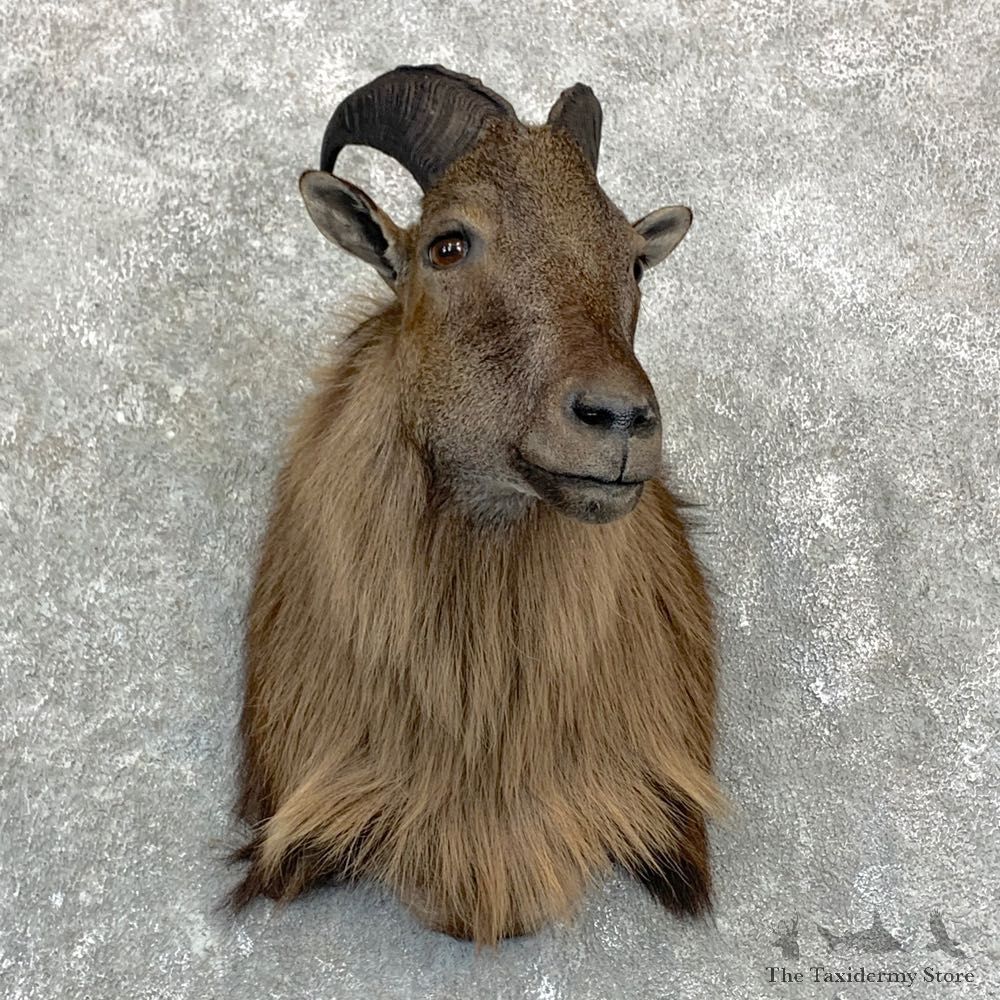 Himalayan Tahr Taxidermy Shoulder Mount #23140 For Sale @ The Taxidermy Store