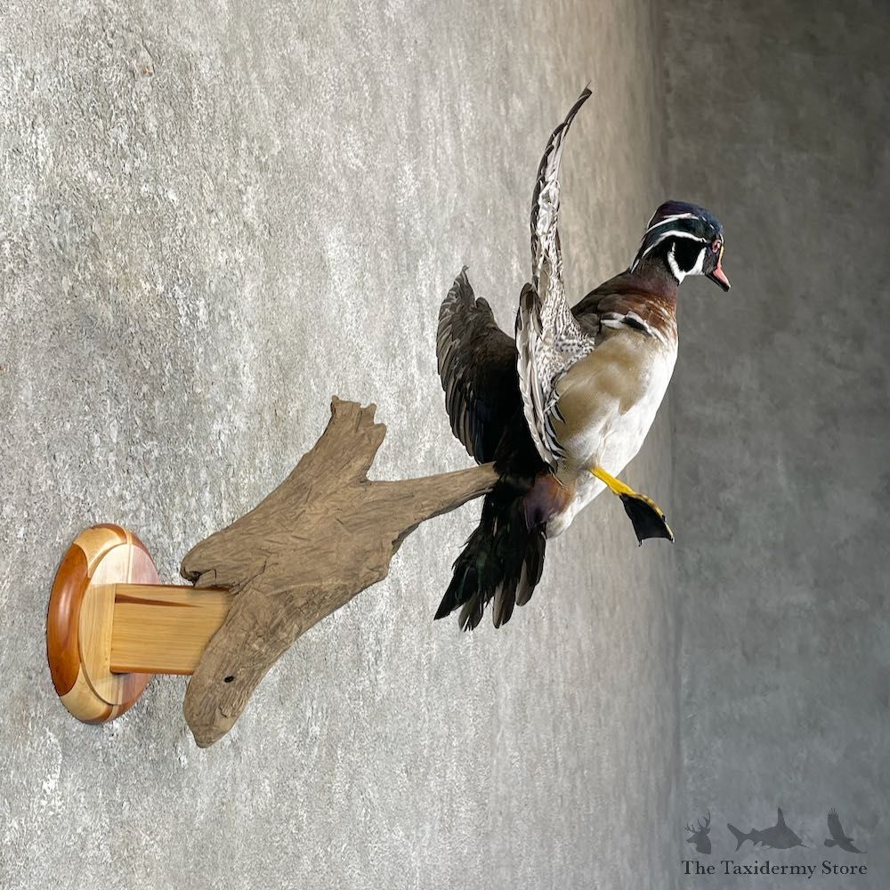 Wood Duck Taxidermy Bird Mount For Sale #26034 @ The Taxidermy Store