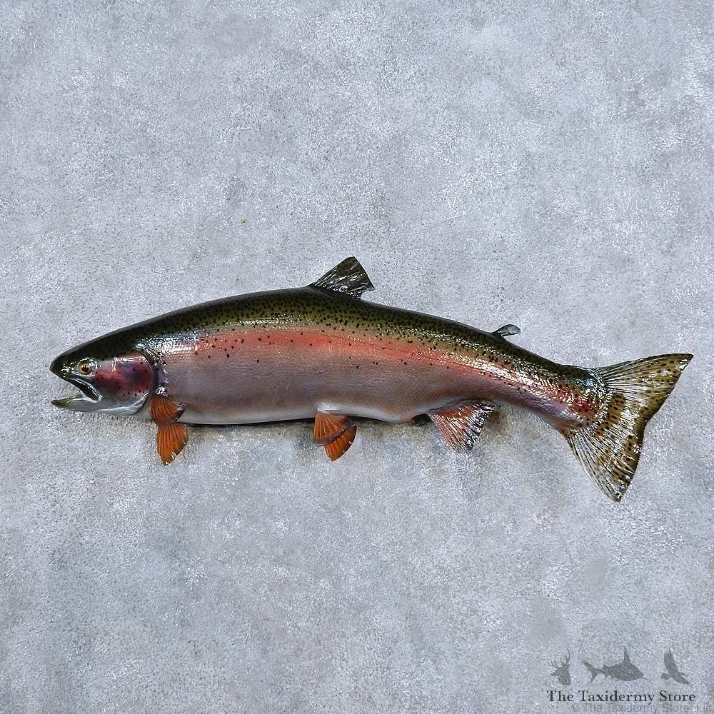 Rainbow Trout Fish Mount For Sale #14346 @ The Taxidermy Store