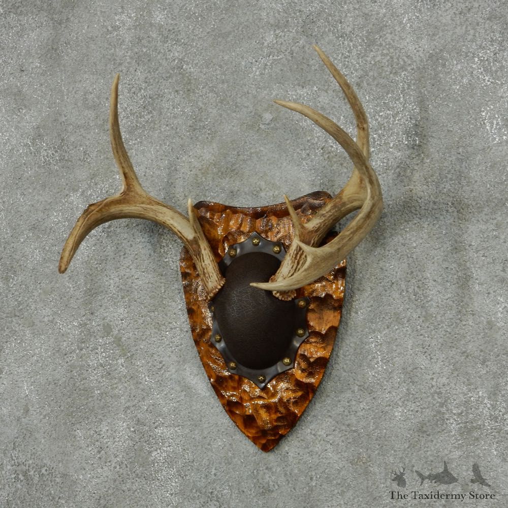 Whitetail Deer Antler Plaque Mount #13773 For Sale @ The Taxidermy Store