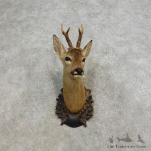 European Roe Deer Taxidermy Mount For Sale - 17274 - The Taxidermy Store