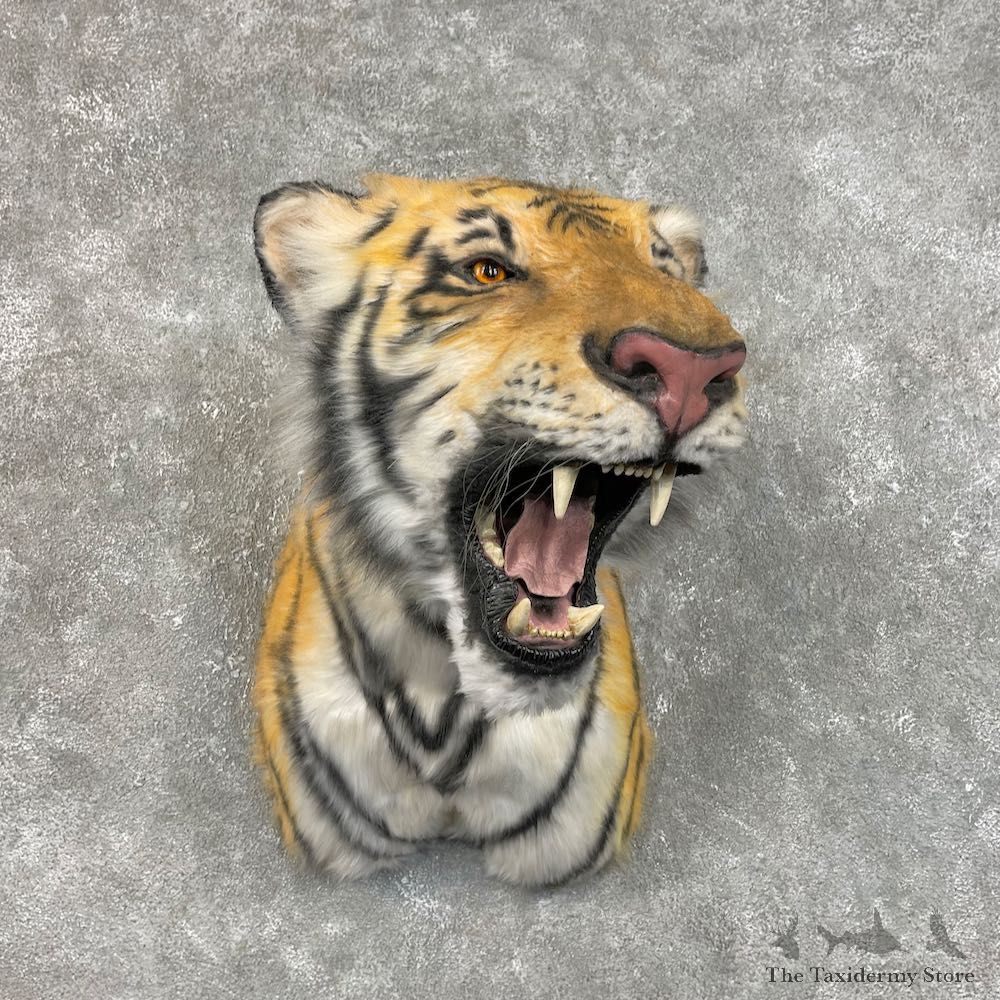 Reproduction Siberian Tiger Shoulder Mount For Sale #25781 @ The Taxidermy Store