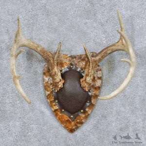 Whitetail Deer Antler Plaque Taxidermy Mount #13840 For Sale @ The Taxidermy Store