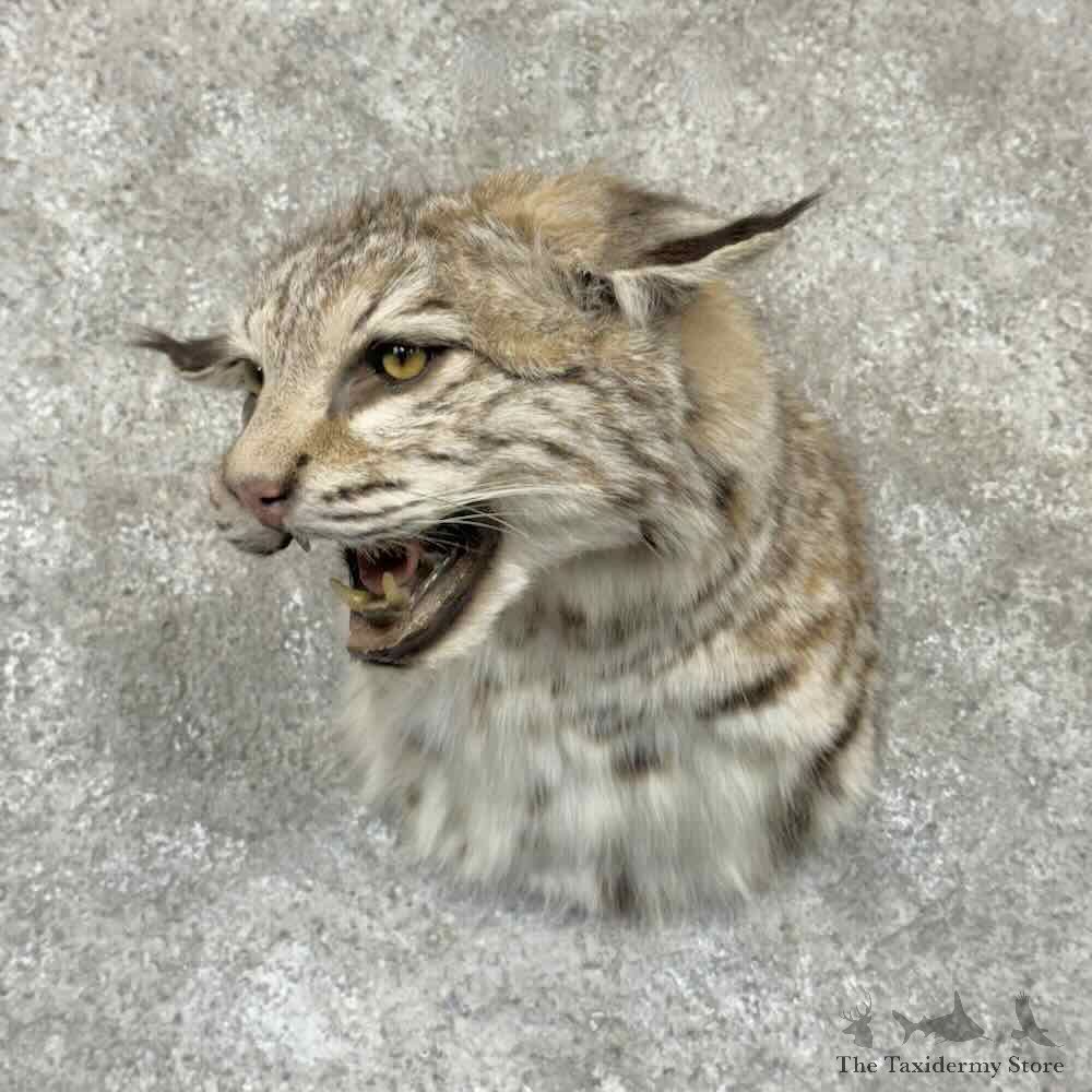 Bobcat Shoulder Mount For Sale #31527 @ The Taxidermy Store