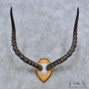 Impala Skull Cap & Horn European Mount For Sale #14485 @ The Taxidermy Store