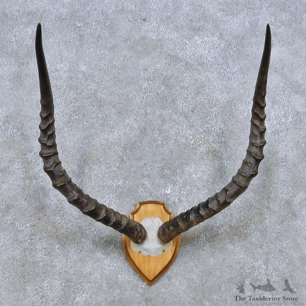 Impala Skull Cap & Horn European Mount For Sale #14485 @ The Taxidermy Store