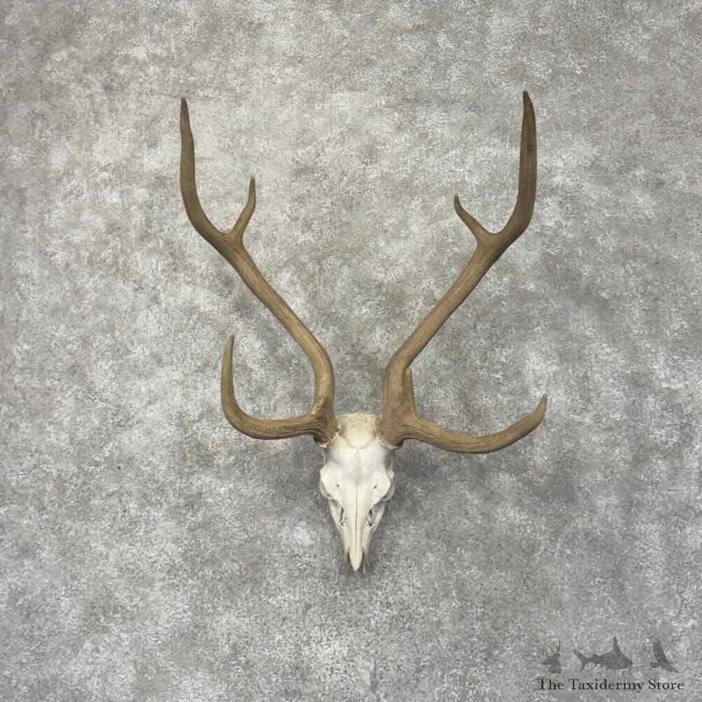 Axis Deer Skull Antler European Mount For Sale #31999 @ The Taxidermy Store