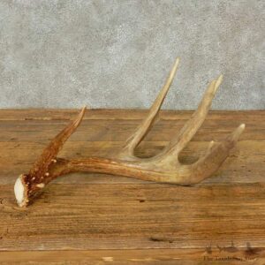 Whitetail Deer Antler Shed For Sale #16200 @ The Taxidermy Store