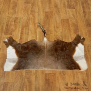 Blesbok Back Hide For Sale #17464 @ The Taxidermy Store