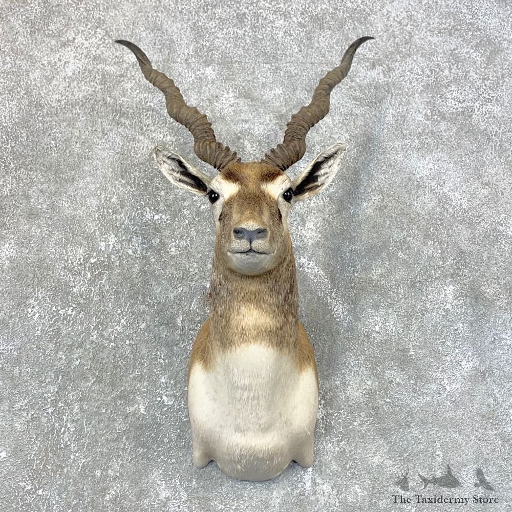 India Blackbuck Shoulder Mount For Sale #23994 @ The Taxidermy Store