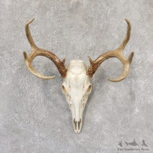Whitetail Deer Skull European Mount For Sale #19027 @ The Taxidermy Store