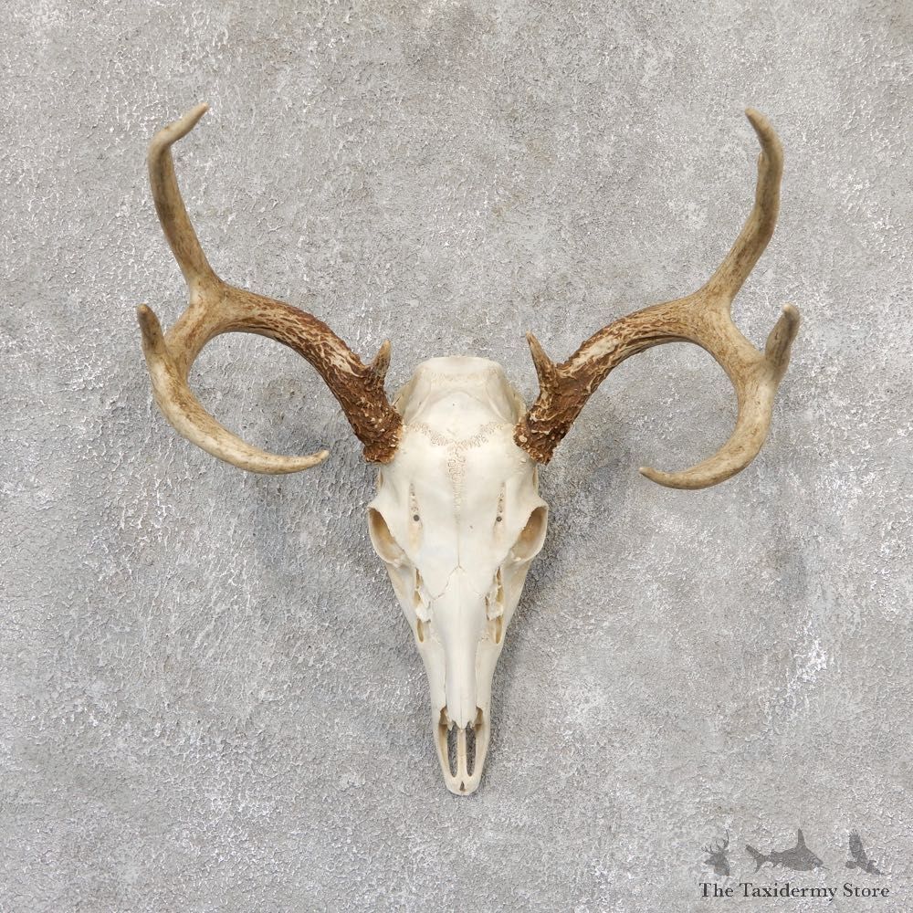 Whitetail Deer Skull European Mount For Sale #19027 @ The Taxidermy Store