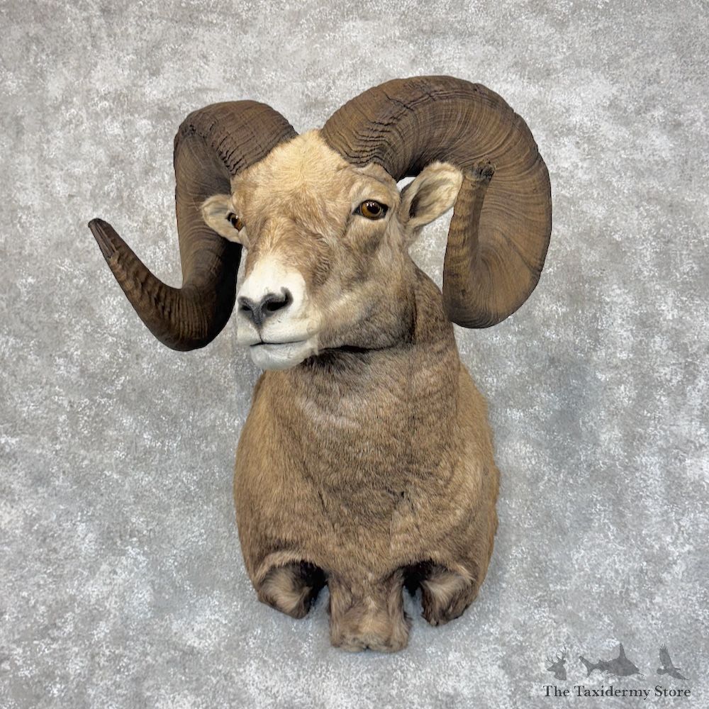 Bighorn Sheep Shoulder Mount For Sale #30088 @ The Taxidermy Store
