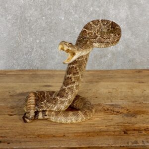 Western Diamondback Rattlesnake Mount For Sale #19979 @ The Taxidermy Store