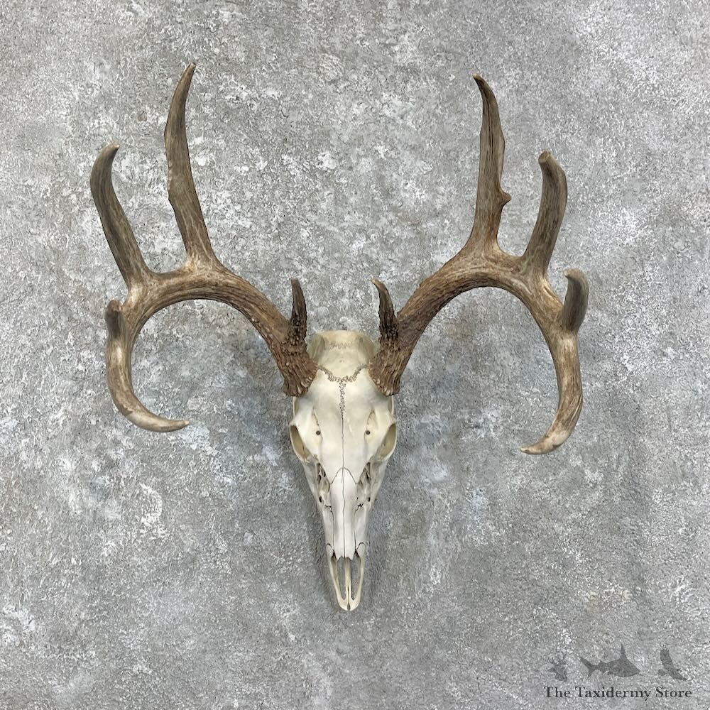 Whitetail Deer Skull European Mount For Sale #27917 @ The Taxidermy Store