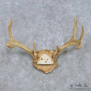 Whitetail Deer Antler Plaque Mount For Sale #14743 @ The Taxidermy Store