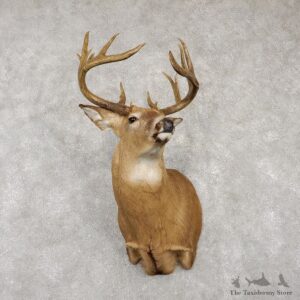 Whitetail Deer Shoulder Taxidermy Mount For Sale #18768 @ The Taxidermy Store