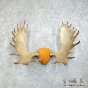 Moose Antler Plaque Mount For Sale #18374 @ The Taxidermy Store