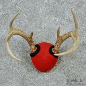 Whitetail Deer Antlers Taxidermy Mount #12879 For Sale @ The Taxidermy Store