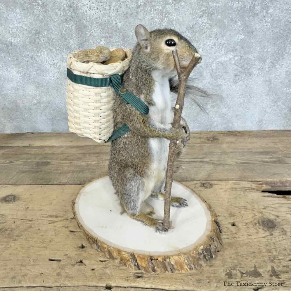Hiking Grey Squirrel Novelty Mount For Sale #30593 @ The Taxidermy Store