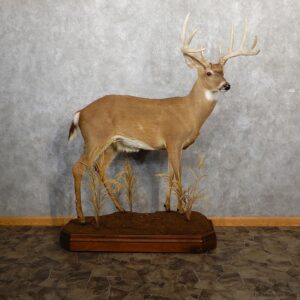 Whitetail Deer Life-Size Mount For Sale #19347 @ The Taxidermy Store