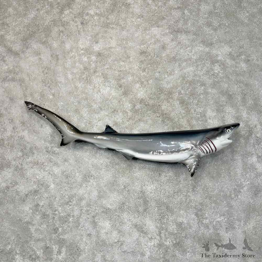 Bluntnose Sixgill Shark Reproduction Mount For Sale #30451 @ The Taxidermy Store