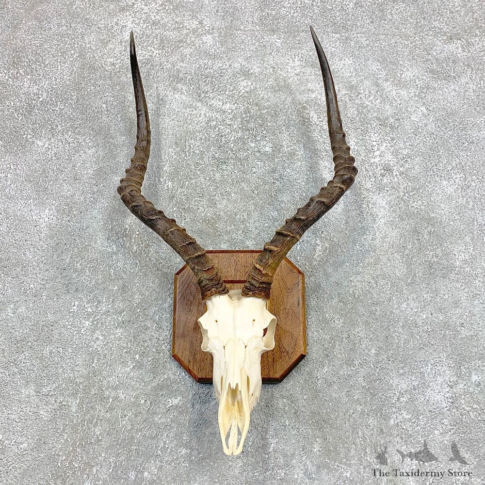 Impala Skull & Horn European Mount For Sale #22141 @ The Taxidermy Store