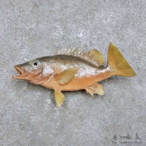 Ocean Fish Mount For Sale #14389 @ The Taxidermy Store