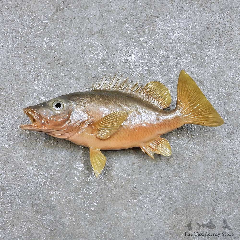 Ocean Fish Mount For Sale #14389 @ The Taxidermy Store