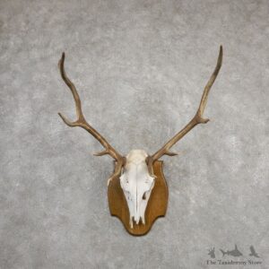 Rocky Mountain Elk Skull European Mount For Sale #20324 @ The Taxidermy Store