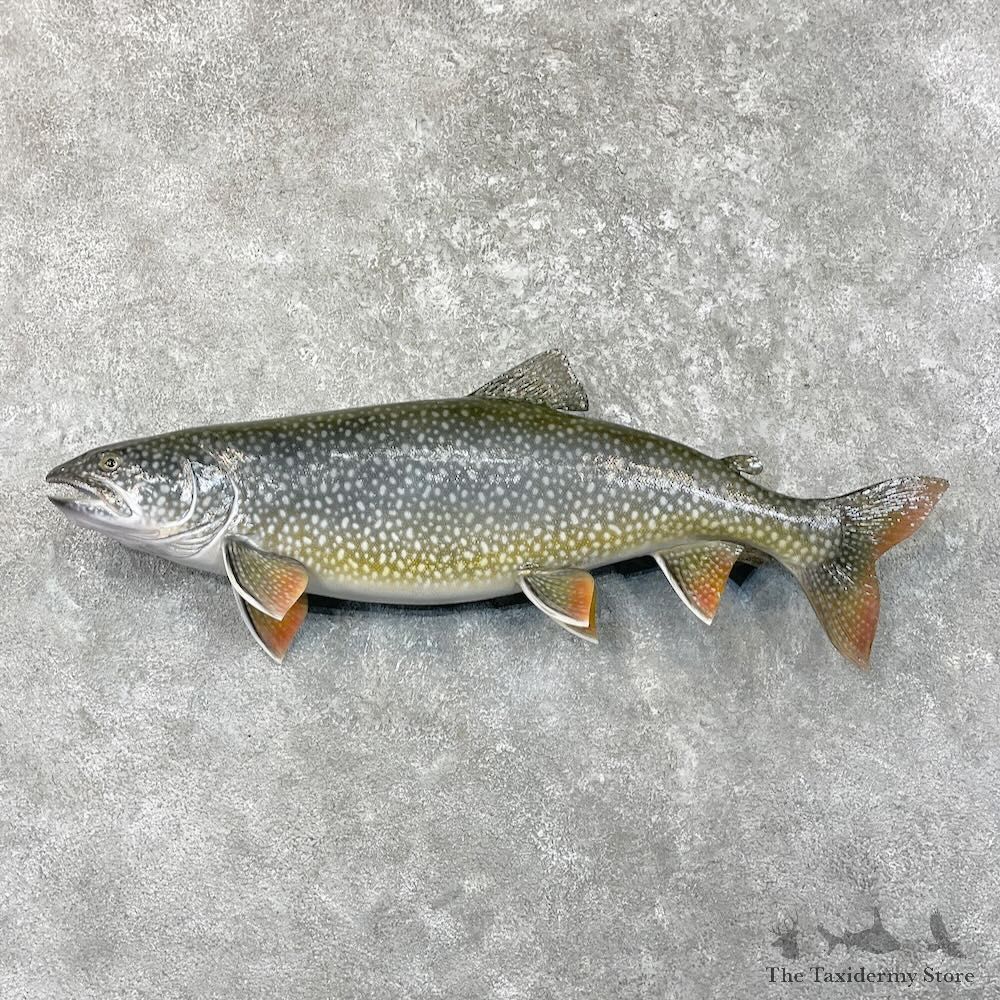 Lake Trout Freshwater Fish Mount For Sale #27537 @ The Taxidermy Store