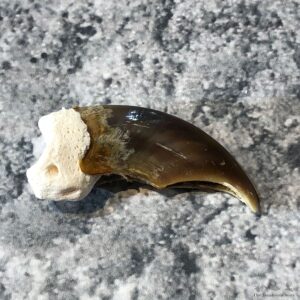 Polar Bear Claw Taxidermy For Sale #19606 - The Taxidermy Store