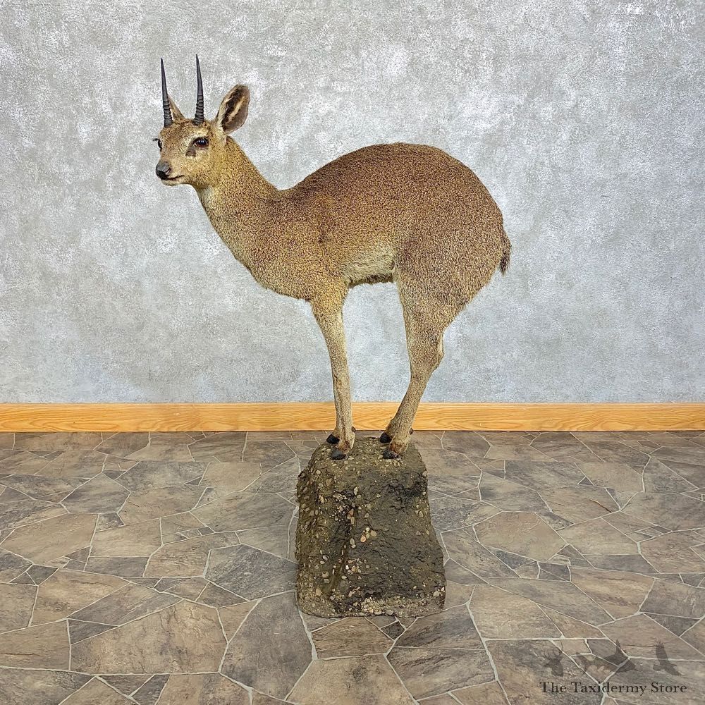 Klipspringer Life-Size Taxidermy Mount #21298 For Sale - The Taxidermy Store