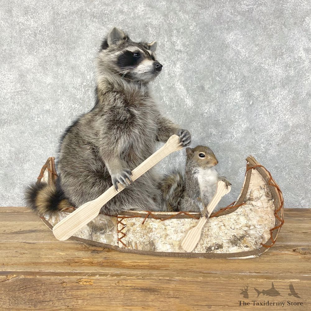 Canoeing Squirrel and Raccoon Novelty Mount For Sale #24443 @ The Taxidermy Store