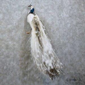Indian Peacock Bird Mount For Sale #15780 @ The Taxidermy Store