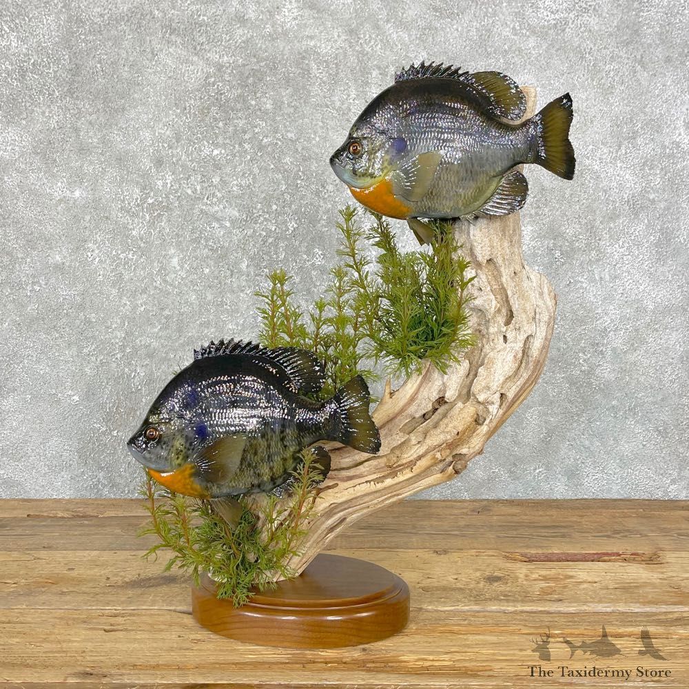 Bluegill Pair Taxidermy Fish Mount #24822 For Sale @ The Taxidermy Store