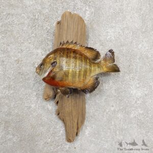Bluegill Taxidermy Fish Mount #20910 For Sale @ The Taxidermy Store