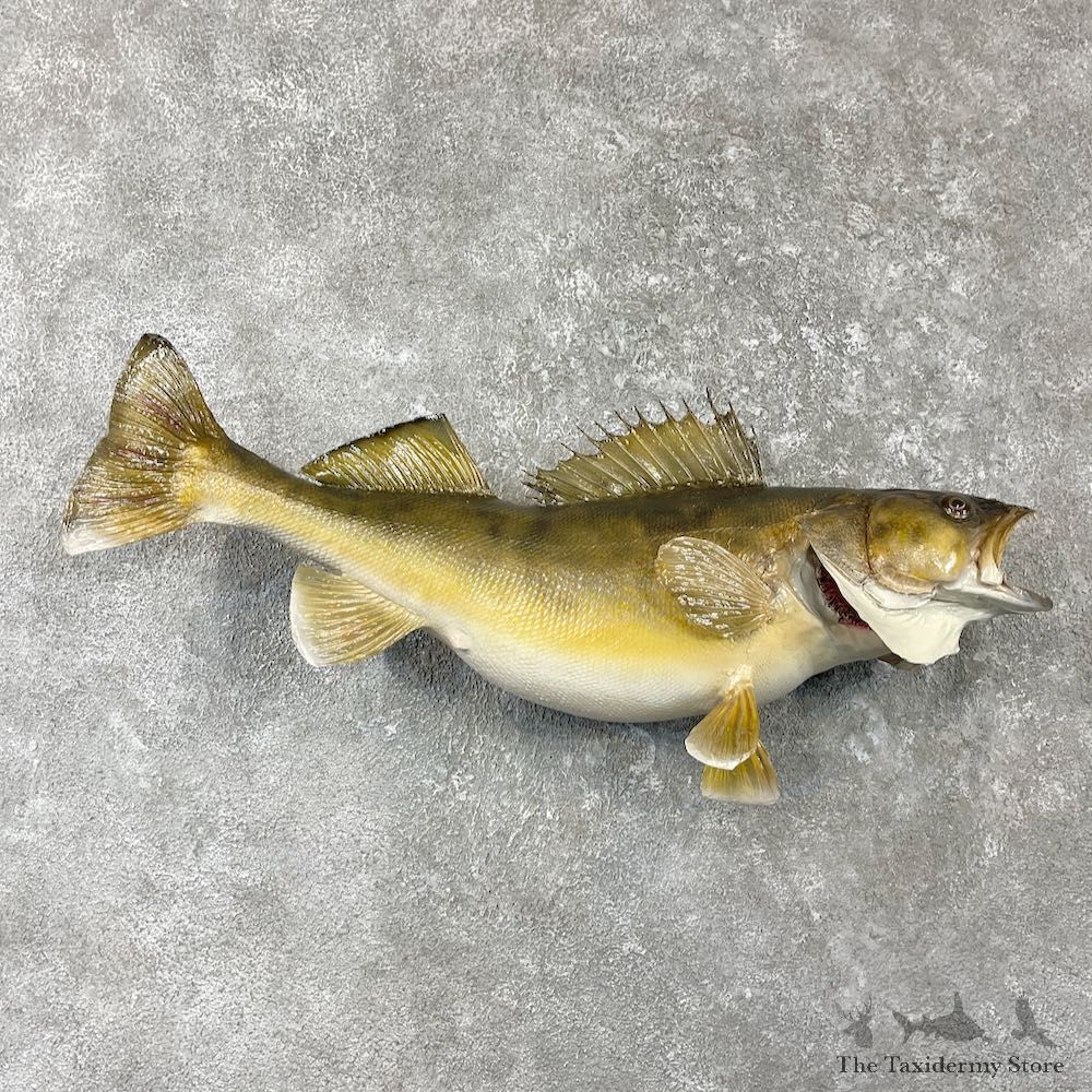 Walleye Taxidermy Fish Mount For Sale #26131 @ The Taxidermy Store