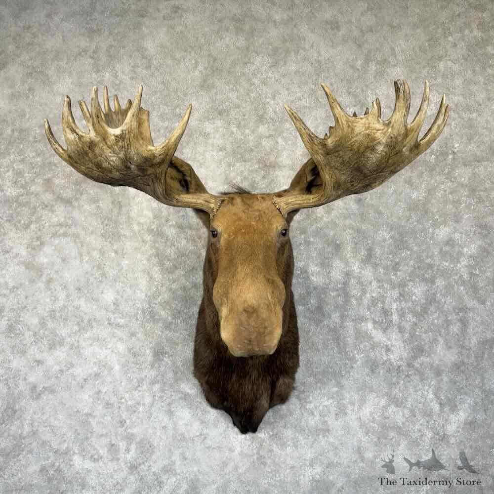 Canadian Moose Shoulder Mount For Sale #30781 @ The Taxidermy Store