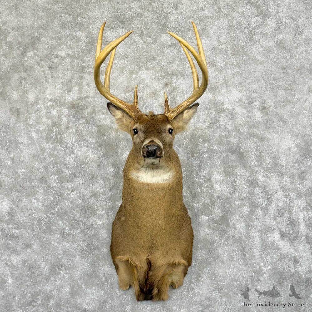 Whitetail Deer Shoulder Mount For Sale #29047 @ The Taxidermy Store