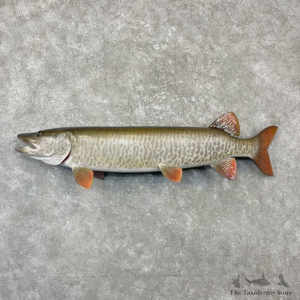 Reproduction Muskellunge Fish Mount For Sale #27230 @ The Taxidermy Store