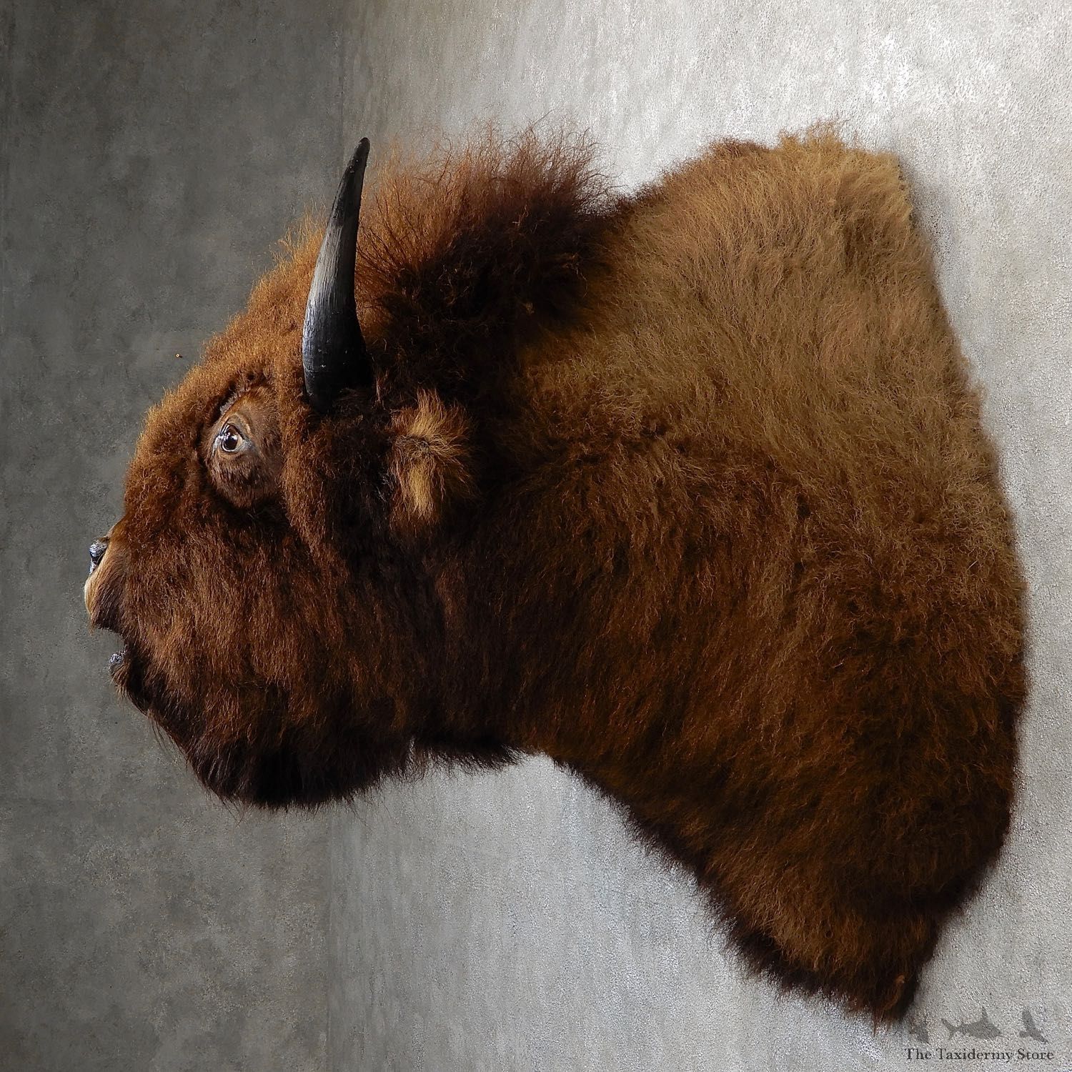 American Buffalo Shoulder Taxidermy Mount For Sale #19293 @ The Taxidermy Store